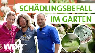 Gemüse selbst anbauen Die Gartenprofis geben Tipps um die Ernte zu retten  Gartenglück  WDR [upl. by Retsek]