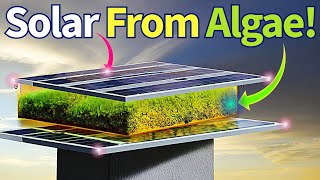 Amazing Living solar panel from Algae Indian Breakthrough 2024 [upl. by Asiek]