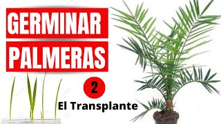 🌴🌴 COMO GERMINAR PALMERAS EL TRANSPLANTE  SEGUNDA PARTE [upl. by Eissirc]