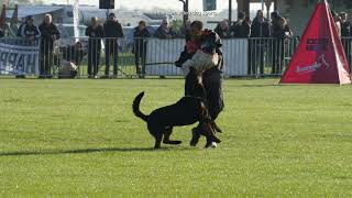 IFR Rottweiler IGP Worldchampionship 2021 Hungary Compilation Protection Saterday [upl. by Delfeena]