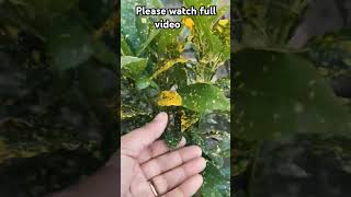 plants croton gardening newterrecegardening indoorplants hariduniya [upl. by Feer]