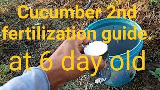 paano mag abono ng 6 day old pipino Cucumber fertilization guide [upl. by Molloy]