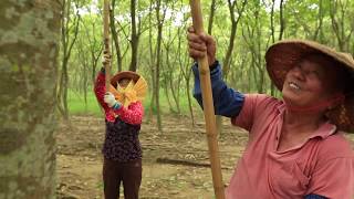 Tree To Tub Soapberry Production Process [upl. by Lertram]