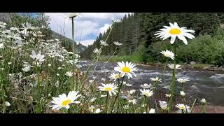 Summer Breeze Silverton Colorado [upl. by Steffi316]