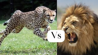 Cheetah vs Lion  Battle Of The Big Cats [upl. by Shields872]