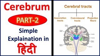 Cerebrum PART 2 Association Commissural amp Projection Tracts in Hindi  Bhushan Science [upl. by Calisa]