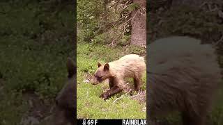 Little blondy black bear a top a Colorado Mountain [upl. by Levitt810]