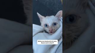 kitten adoptarescue dogowner cat dog rescuedandloved petowner doglife pets pawsrescue [upl. by Coral]