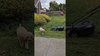 Lawn maintenance telugu dog shortsfeed shortsvideo shorts shortvideo youtubeshorts animals [upl. by Gnirol195]