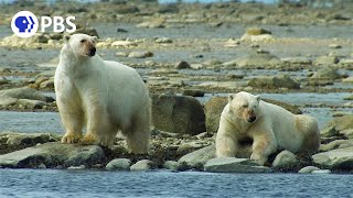 Polar Bears Hunt Beluga Whales [upl. by Blunk266]