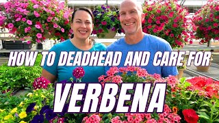 VERBENA  How to Deadhead and Care For [upl. by Ongineb]