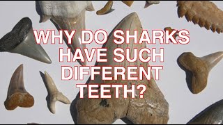 Sharks 4 Kids Different Teeth  Different Jobs [upl. by Bettine441]