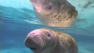 The Truth About Manatees [upl. by Erdnua]