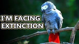 African Grey Parrot facts they come in two species  Animal Fact Files [upl. by Delacourt322]