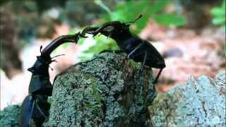 Stag beetle fight [upl. by Screens]