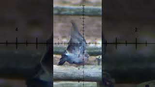 AIRGUN PELLET GRENADE Revolutionizes PEST BIRD Control [upl. by Pietra560]