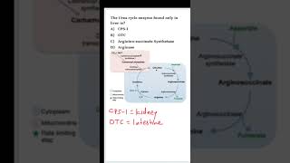 NEETPG Biochemistry MCQ  Urea cycle [upl. by Cassidy423]