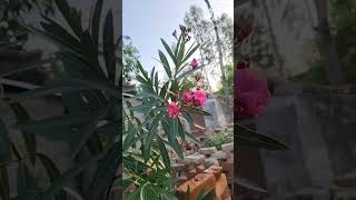 Kaner ka phool  kaner flower  beautiful flowers kaner flower plant  kaner flower plant care [upl. by Marlette]