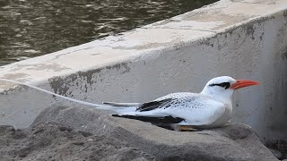 Redbilled Tropicbird Caleta de Fuste 4th February 2024 [upl. by Nayek]