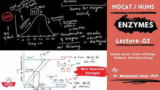 MDCAT  NUMS  Enzymes  Lecture02 [upl. by Rehpotisrhc]