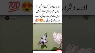 Umeed Ki Kiran ☝😍Beautiful Islamic Quotes  Love Urdu Quotes  Aqwal e zareen  Motivational shorts [upl. by Emoreg]