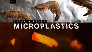 How to find the microplastics in your seafood [upl. by Dust]