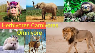 Three types of animals  Herbivore Carnivore  Omnivore animals and their food [upl. by Ientruoc875]