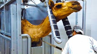 Modern Camel Meat Processing Factory 🐪  Camel Farming Technology Produces Meat and Milk 🐫 [upl. by Dabney]