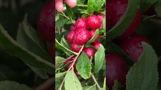 Eat theses tasty fruits and enjoy beautiful garden 😍🍊🥭🍎shorts nature fruit [upl. by Hugo]