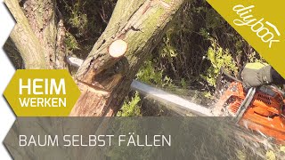 Baum fällen  Das Fällen einer Weide [upl. by Hyrup332]