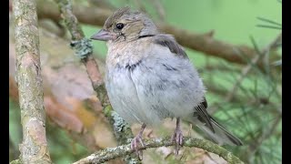 Common Chaffinch  songcall  Buchfink [upl. by Fronnia704]