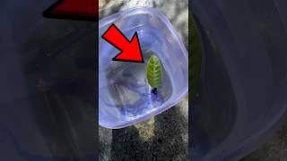 Leaf propelled by ink experiment GTA 5 SKATEBOARD shorts techfcshorts shortsfeed shortvideo [upl. by Kosel]