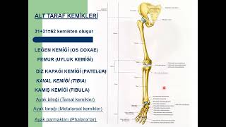 Genel Anatomi 8in 1i Alt taraf kemikleri İnsan Anatomisi TUS DUS SBF Soru çözümü Arasınav [upl. by Benjamin]