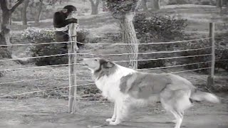 Lassie  The Watch Dog  Full Episodes  Kids Cartoon  Videos For Kids [upl. by Gaby]