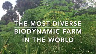 Most diverse certified biodynamic organic farm in the world Frog Valley Farm in South Florida [upl. by Pablo]