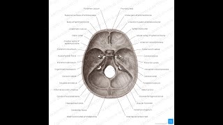 CRANIAL CAVITY LAB SKULL by DR KHALID SHEHZAD [upl. by Aissac973]