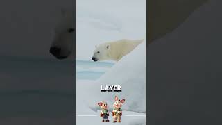 Polar Bear Skin and Fur polarbear artic animalfacts [upl. by Coyle]