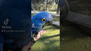 HYACINTH MACAW FREE FLYING [upl. by Hike]