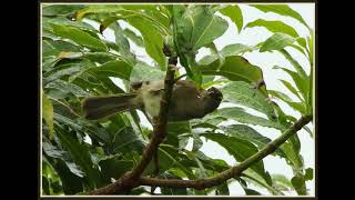 Yellowstreaked Greenbul call [upl. by Ecirtnom]