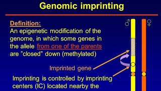 Genomic Imprinting [upl. by Ayote]