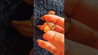 Ayurvedic medicine karakkaya hairfalltip diabetes coughremedy ayurvedicmedicine healthyshort [upl. by Oremoh]