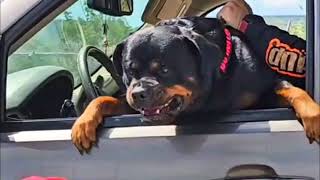 Rottweiler viciously protecting owner Stay Back [upl. by Yates421]