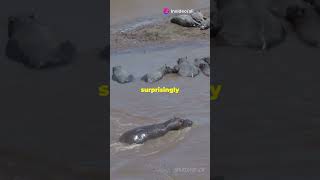 Crocodile vs Hippo River Showdownanimallover animals nature animalfacts [upl. by Aiciruam]