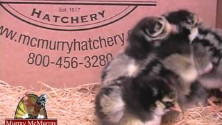 Silver Laced Wyandottes Murray McMurray Hatchery [upl. by Eruot925]