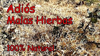 El Mejor Herbicida Natural  VINAGRE Concentrado para Eliminar las Hierbas No Deseadas [upl. by Ripley]