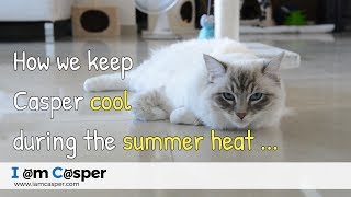 How we keep our cat Casper cool during the summer heat [upl. by Sherris]