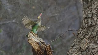 Weekend Bird Watching Trip to Bhondsi Nature Park Nature Relaxing Videorelaxing [upl. by Euqinahs]