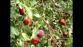 Chungs jujube farm 100 Organic [upl. by Seow]