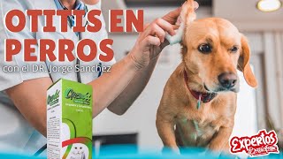 Otitis en Perros [upl. by Kerwin]