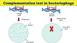 Complementation test in bacteriophages [upl. by Dahlia]